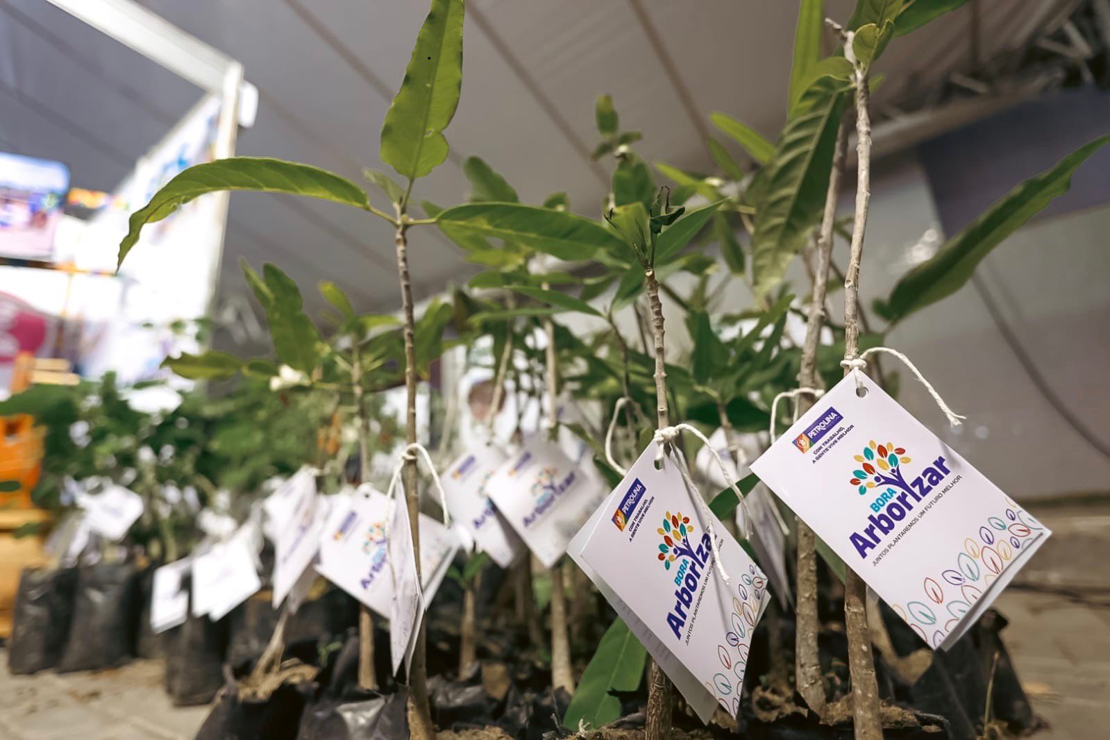 Petrolina avança na arborização urbana com plantio e distribuição de mudas