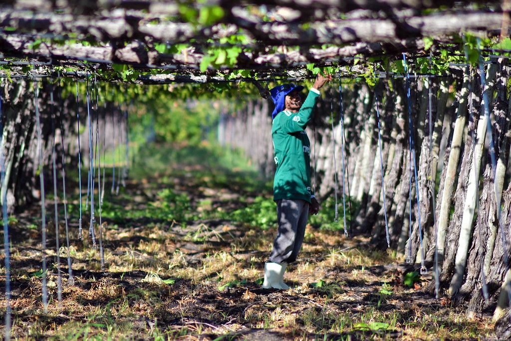 Petrolina se consolida como uma das melhores cidades do Brasil para fazer negócios no agro