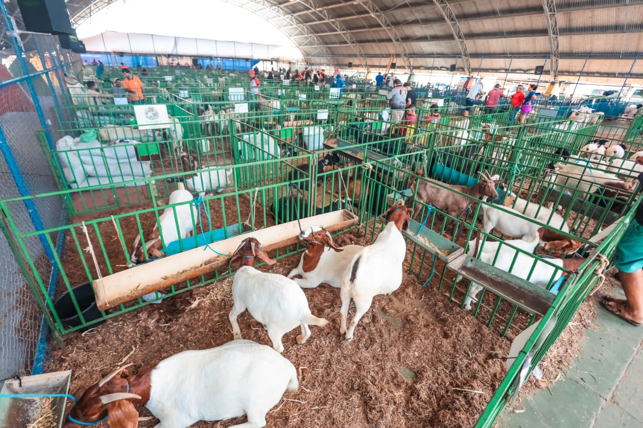 Em parceria com Sebrae, Prefeitura garante acesso à linha de crédito para melhoramento genético de animais